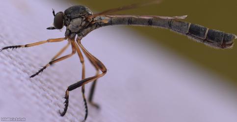 image for Striped Slender Robberfly