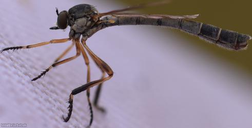 Striped Slender Robberfly
