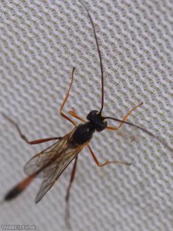 Barylypa propugnator