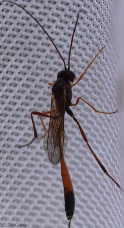 Barylypa propugnator