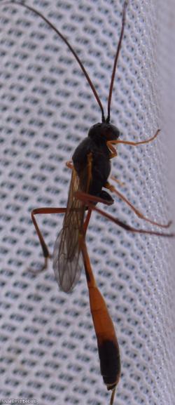 Barylypa propugnator