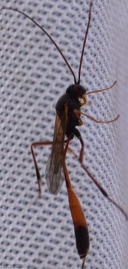 Barylypa propugnator
