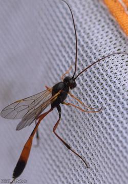 Barylypa propugnator