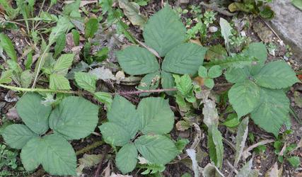 image for Intense-prickled Bramble