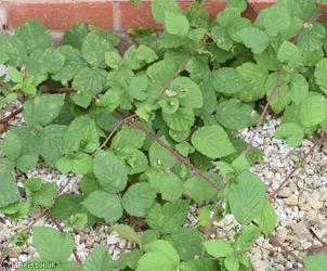 Intense-prickled Bramble
