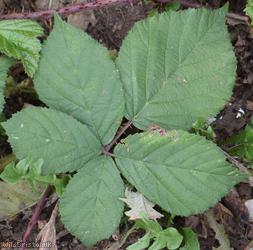 Intense-prickled Bramble