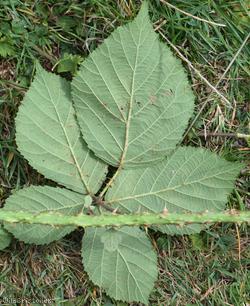 Intense-prickled Bramble