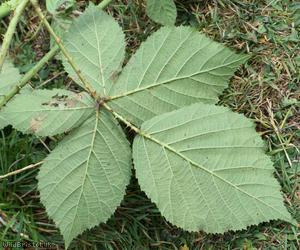 Intense-prickled Bramble