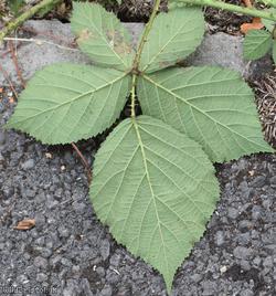 Intense-prickled Bramble
