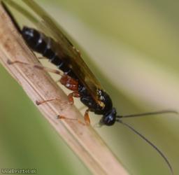 Endromopoda detrita