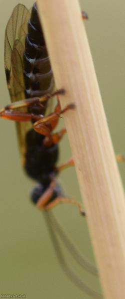 Endromopoda detrita