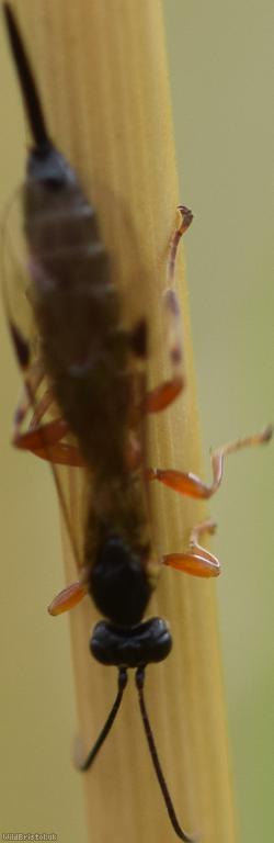 Endromopoda detrita