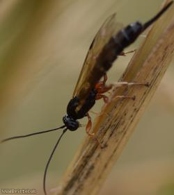 Endromopoda detrita