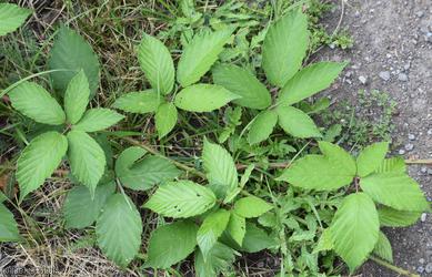 Walton Moor Bramble
