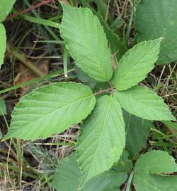 image for Rubus series Sprengeliani