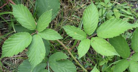 Walton Moor Bramble