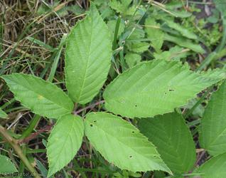Walton Moor Bramble