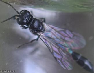 Slender Wood Borer Wasp?