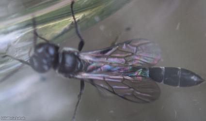 Slender Wood Borer Wasp?