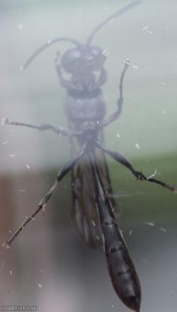 Slender Wood Borer Wasp?