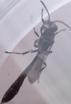 Slender Wood Borer Wasp?