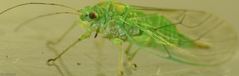 image for Psylla alni