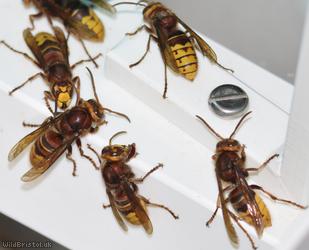 European Hornet