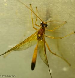 Opheltes glaucopterus