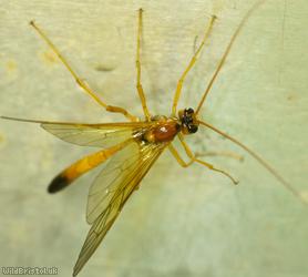 image for Opheltes glaucopterus