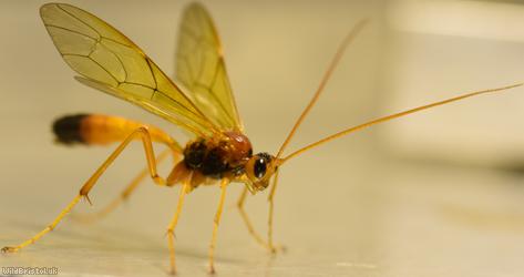 Opheltes glaucopterus