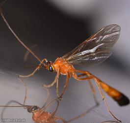 image for Enicospilus ramidulus