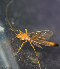 Enicospilus ramidulus