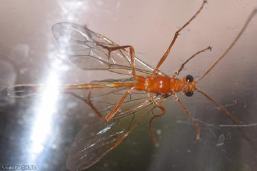 Enicospilus ramidulus
