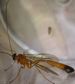 Enicospilus ramidulus