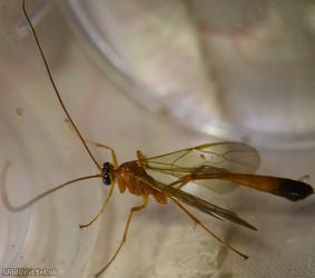 Enicospilus ramidulus