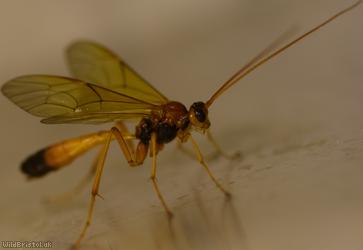 Opheltes glaucopterus