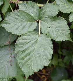 image for Pruinose Bramble