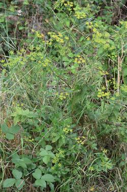 Wild Parsnip