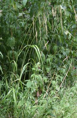 image for Hairy-brome