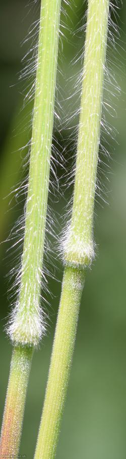 Hairy-brome