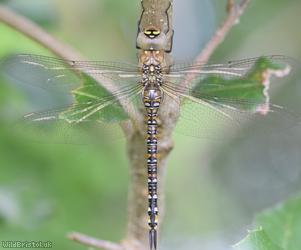 Migrant Hawker
