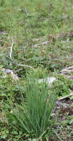 image for Purple Moor-grass