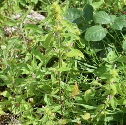 Bifid Hemp-nettle