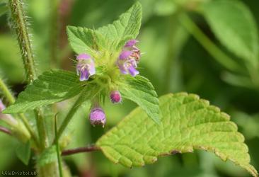Bifid Hemp-nettle