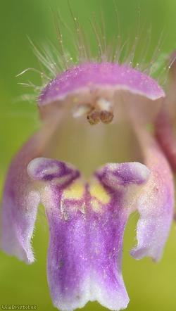 Bifid Hemp-nettle