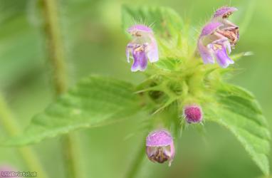 Bifid Hemp-nettle