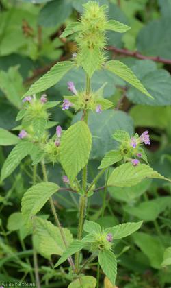 image for Bifid Hemp-nettle