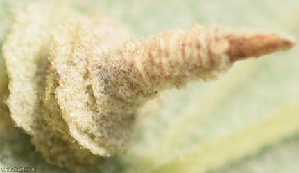 Potentilla Case-bearer