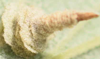 Potentilla Case-bearer