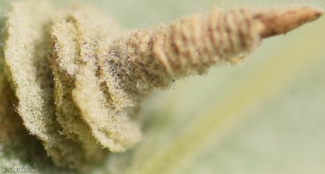 Potentilla Case-bearer